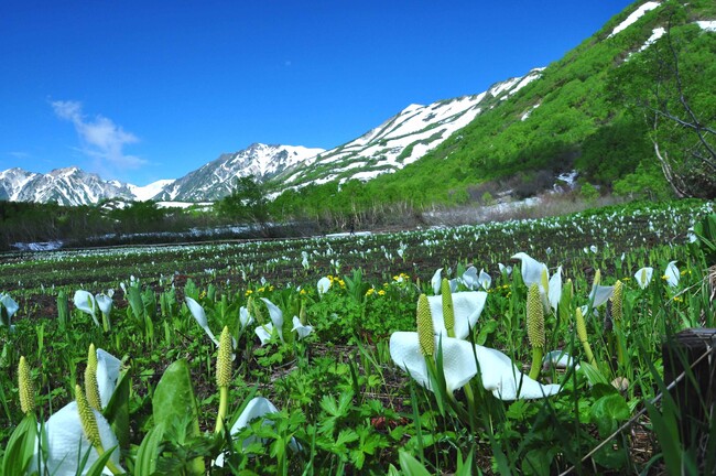 残雪の中でミズバショウやシラネアオイ、イワカガミなどの花々が咲きはじめ、高山に春の訪れを告げます