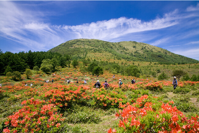 つつじ祭も開催 つつじ祭も開催