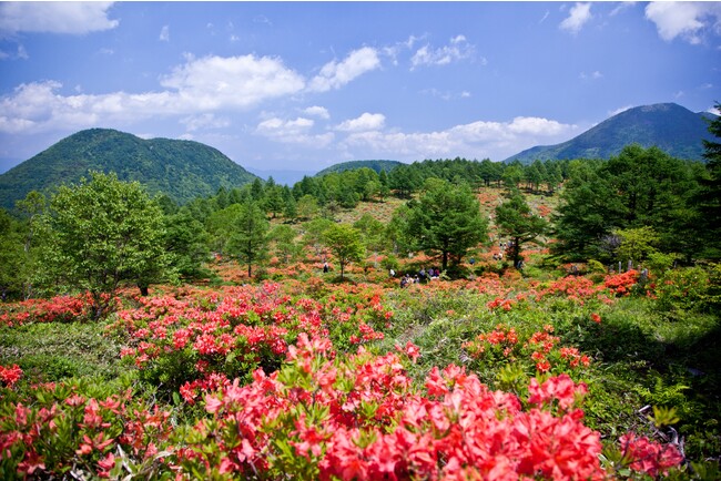 国の天然記念物にも指定されている「湯の丸高原レンゲツツジ大群落」 国の天然記念物にも指定されている「湯の丸高原レンゲツツジ大群落」