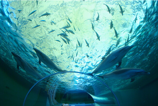 海洋水族館マリナリウム