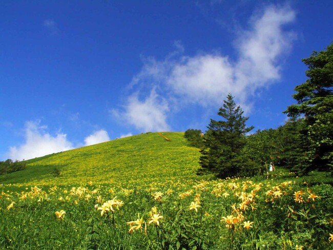 夏山に広がる黄色の絨毯