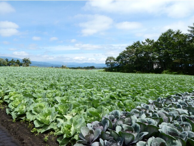 キャベツ出荷量１位の嬬恋村