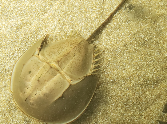 「生きた化石」カブトガニ