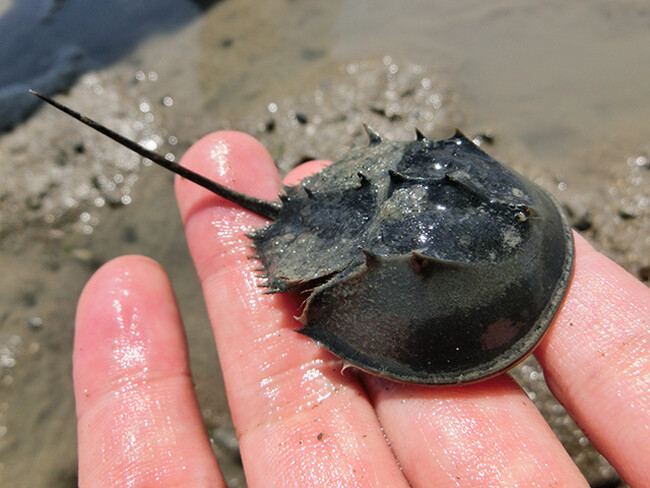 カブトガニ放流体験