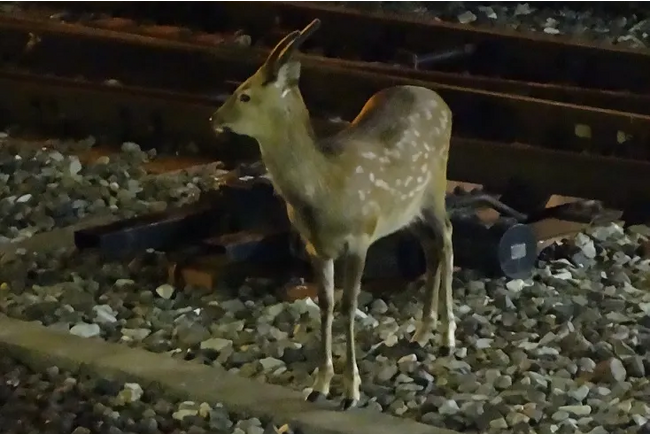 時々駅内にも現れるニホンシカ