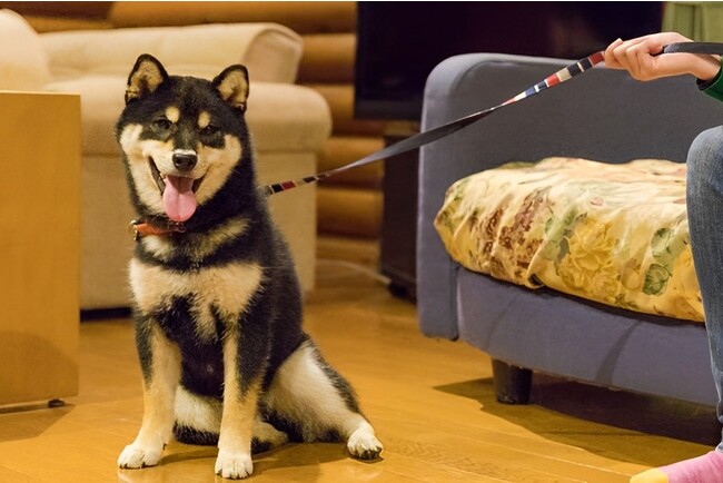 11月1日の「犬の日」にワンちゃんと一緒に泊まれるログハウスが増設されます！