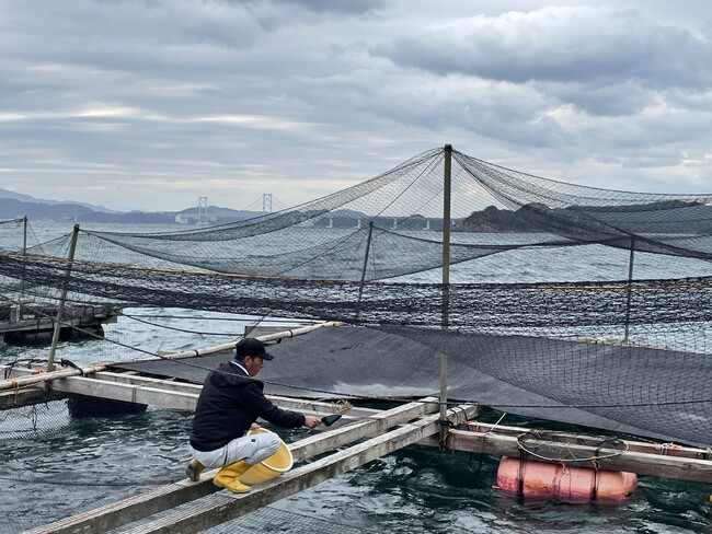 「淡路島3年とらふぐ」が育つ環境からは、大鳴門橋が見える