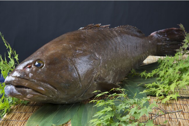 幻の高級魚「クエ」