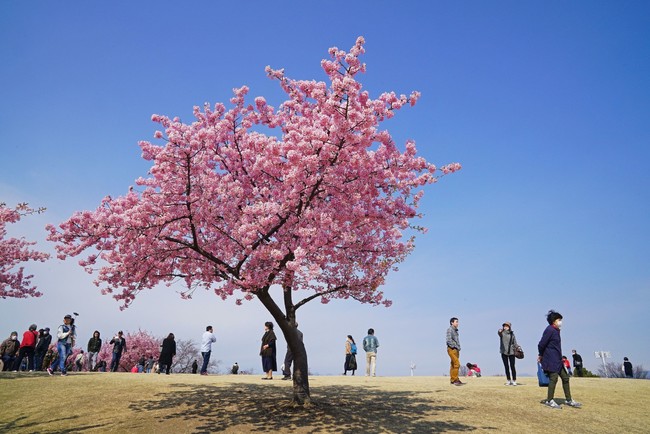 日本旅行写真家協会「桜の丘」髙野建二