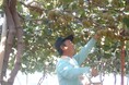 キウイの生産量日本一の愛媛県 休暇村瀬戸内東予では、糖度18度以上の極甘な高級フルーツ「レインボーキウイ」のお土産が付いた宿泊プランを12月1日より販売