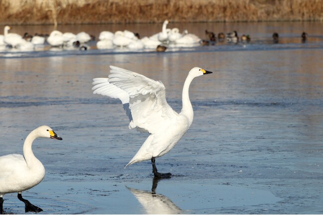 犀川白鳥湖