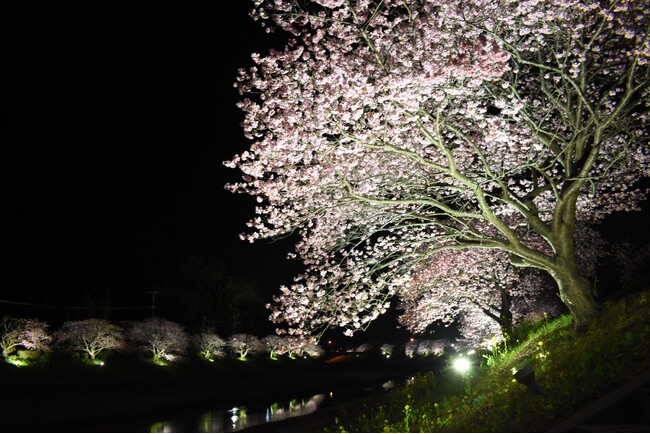 夜桜