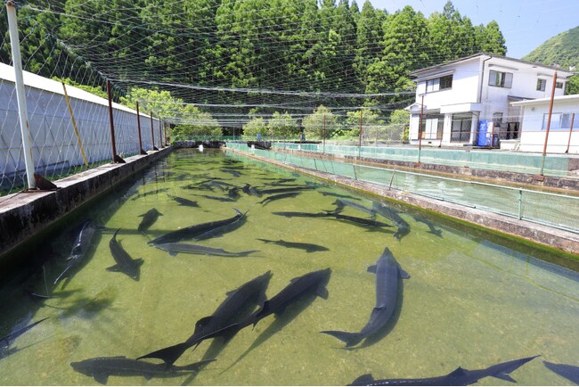 チョウザメ飼育風景