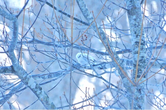 「雪の妖精」と呼ばれるシマエナガは北海道に棲む野鳥　全長約14センチの半分が尾で、体の部分だけだと日本最小の鳥です