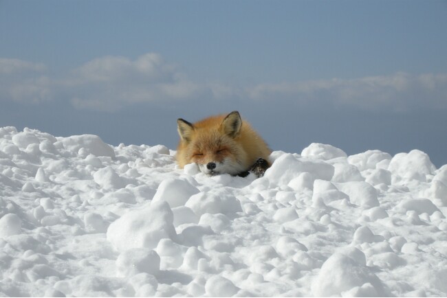 冬毛に覆われフワフワとして愛くるしいキタキツネは、雪の上に直線状の足跡を残します