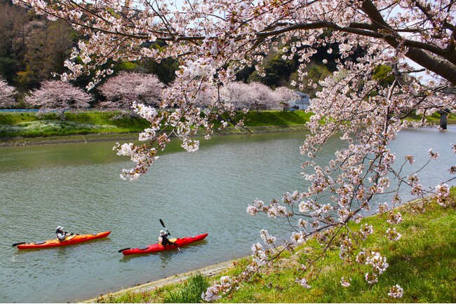 Sakura Kayak 弓ヶ浜さくらツアー