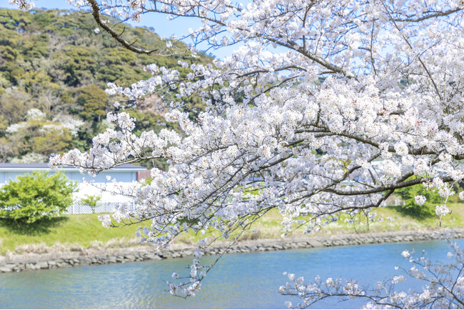 青野川に咲くソメイヨシノ