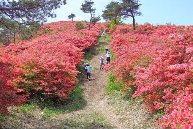 ツツジの回廊を登って山頂までは約４０分です