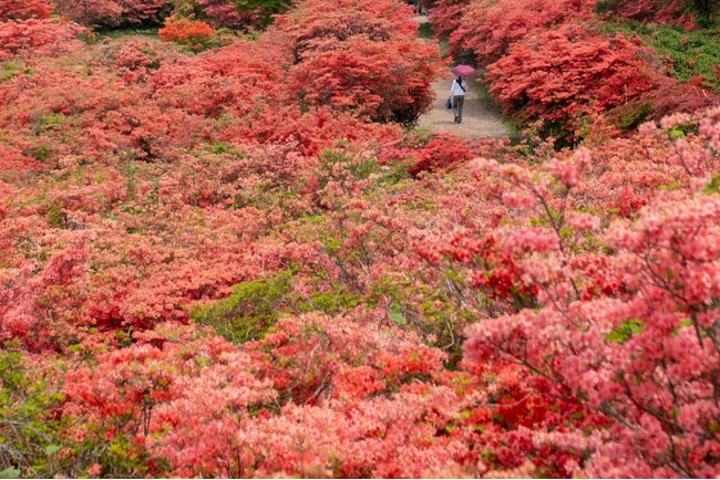 約５０ｈａの広範囲に自生する５０万本ものツツジが全山を朱色に染め上げます