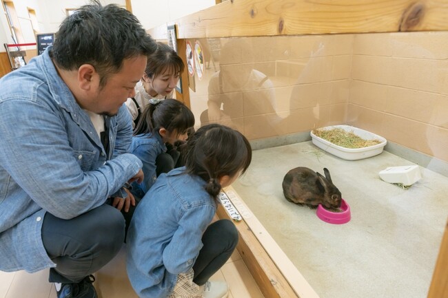 コアラ以外にもいろんな動物に出会える