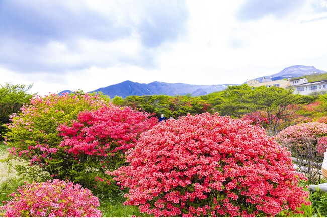 八幡のつつじ園地