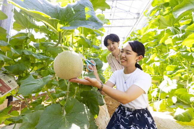 マスクメロンの収穫体験　収穫したメロン1玉はお土産に