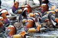 <今日は“いい夫婦の日”>野鳥愛好家も認めるおしどりの町・鳥取県日野町 冬の風物詩、約1000羽のおしどりの飛来は圧巻の景色! 休暇村奥大山では、12月4日より「おしどり観察」の体験プログラムを実施