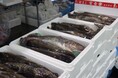 全国有数の水揚げ量と高鮮度・高品質を誇る「岩手県 宮古の真鱈」 宮古市・盛岡市等の飲食店や鮮魚店等54店舗では「宮古の真鱈グルメフェア」を開催中 2025年1月26日(日)には「宮古真鱈まつり」も開催