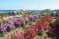 南房総の春は目の前 数多くの花が咲き誇る“花の季節”が始まります 休暇村館山では、館山市のイメージフラワーのひとつ「ストック」のお土産付き宿泊プランを1月14日より販売