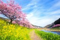 伊豆半島の春は みなみの桜(河津桜)から。 2月1日(土)より南伊豆町では「みなみの桜と菜の花まつり」を開催 ~休暇村南伊豆では会場と休暇村を結ぶ、「桜バス・夜桜バス」を運行します~