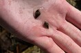 再びホタルの乱舞を観るために! 埼玉県 吾野地区まちづくり推進委員会×埼玉環境科学国際センター×休暇村奥武蔵の三者による「吾野地区ホタル保護プロジェクト」が始動!