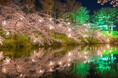今年の雪は多かった… ようやく雪解け、桜咲く春がやってきます 上越市「第100回高田城址公園観桜会」の開催に合わせ、休暇村妙高では会場と休暇村を結ぶ「夜桜バス」を4月1日より運行