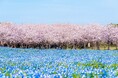 ファミリーに人気の「海の中道海浜公園」の桜とネモフィラがまもなく見頃を迎えるのにあわせて、休暇村志賀島では、土曜日限定のファミリープランを4月5日より販売