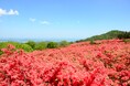 5月中旬からが最盛期約50万本が咲き誇る日本最大級のつつじの群生地「徳仙丈山(とくせんじょうさん)」 休暇村気仙沼大島では「徳仙丈山ハイキング応援宿泊プラン」を5月6日より販売