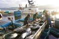 生鮮カツオ水揚げ量28年連続日本一の気仙沼港 初夏の風物詩「気仙沼カツオ」の溜め釣り漁2025年は伝来350年を迎えるメモリアルイヤー