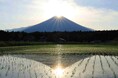 水田に映る「ダブルダイヤモンド富士」一年に一度、現れるチャンス(静岡県富士宮市内野地区)
