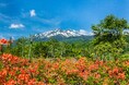 標高1,450m・乗鞍高原の「一の瀬園地」 6月中旬には10万株のレンゲツツジが高原を鮮やかな朱色に染めあげます 休暇村乗鞍高原では、滝や池、季節の花々をめぐるガイド付トレッキングを販売