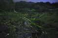幻想的な光と地元グルメを満喫する夏のひととき 休暇村蒜山高原では自然豊かな初夏の風景の中、ホタルの舞を楽しめる「ホタルの観賞会」を宿泊者限定で6月7日(土)より開催