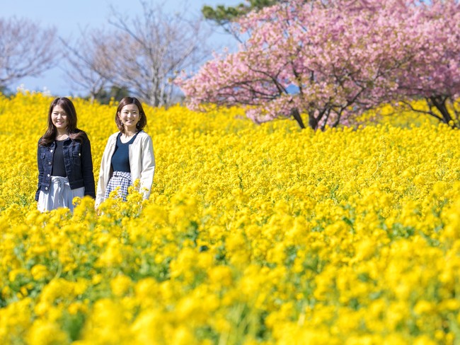 2月中旬、菜の花と河津桜のコラボレーションも鮮やか「菜の花ガーデン」