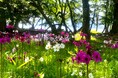 奥日光の初夏の訪れを告げる可憐なクリンソウがまもなく見頃を迎えます 大群落「千手ヶ浜」に広がる神秘的な風景をお見逃しなく! 〜休暇村日光湯元露天風呂でもクリンソウをご覧いただけます〜