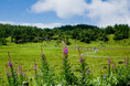 「高山植物の宝庫」池の平湿原がベストシーズンへ 休暇村嬬恋鹿沢では『高原植物の天国「池の平湿原」ガイドウォークを7月1日より開催