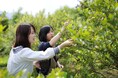 休暇村蒜山高原では、ブルーベリー収穫体験付きプランを7月1日より販売 蒜山三座を望む高原で、味わう・摘み取る夏旅体験 ~爽やかな風と甘酸っぱさが口に広がる、夏限定の高原ステイ~