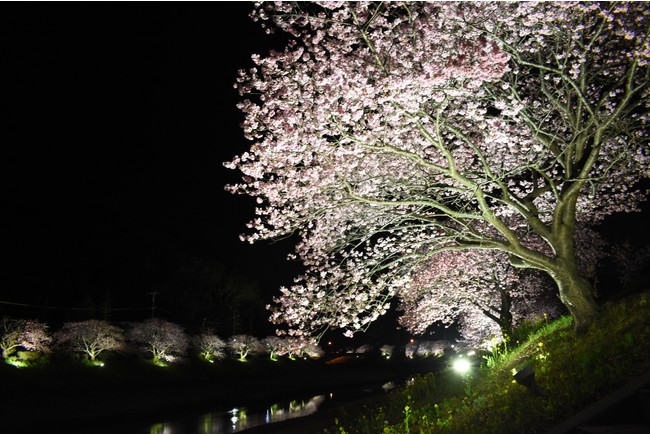 夜の桜並木は風情たっぷり