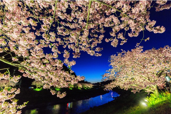 幻想的な夜桜は一軒の価値あり（休暇村から車で約7分）