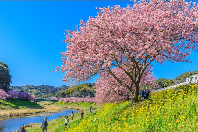 菜の花と河津桜のコラボレーションが美しい