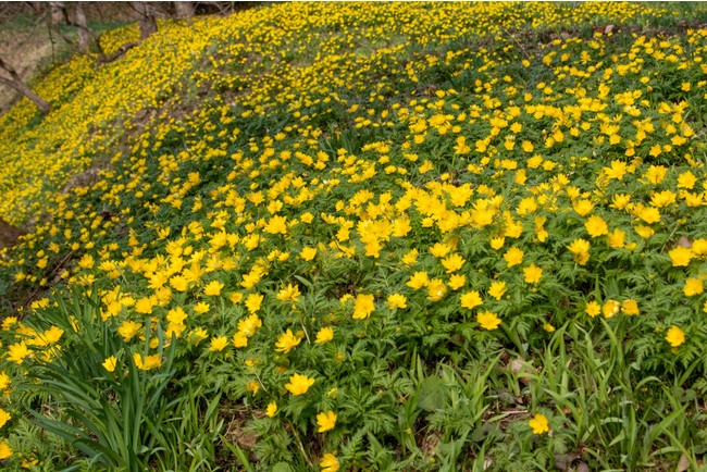 早春に黄金色の花を咲かせ幸せを招くと言われるフクジュソウ