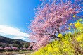 伊豆半島の春はみなみの桜(河津桜)から　南伊豆町では２月１日より「みなみの桜と菜の花まつり」を開催　～休暇村南伊豆では、会場と休暇村を結ぶ、「桜バス・夜桜バス」を運行～