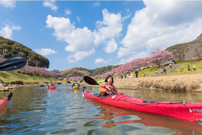 青野川の両側に咲き誇る河津桜（みなみの桜）観賞が楽しめるカヤック体験