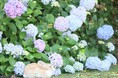 うさぎ×あじさいを思う存分楽しむ　「うさぎ島あじさいキャンペーン」を2026年6月6日より開催　～梅雨のうさぎ島で、五感を満たす新たな島時間をご提案～