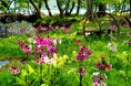 静かな森に咲く可憐な花「クリンソウ」　日本有数の群生地・奥日光の千手ヶ浜でまもなく見ごろを迎えます　〜休暇村日光湯元ではホテルから赤沼までの無料送迎バスを運行〜